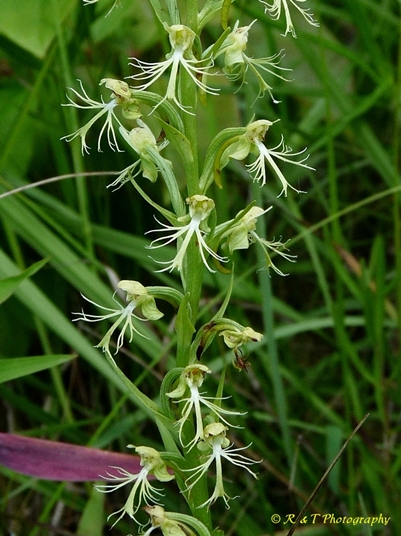 {Platanthera lacera}